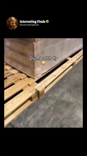 Interesting Finds on Instagram: "This tiny fly thought it had the upper hand—but it got outsmarted in the oldest trick in the book. As it buzzed around, the guy casually positioned his hand, making it look like he was ready to flick it away in a classic showdown. The fly, confident and unaware, didn’t suspect a thing. Then, with perfect timing and a quick move, he didn’t flick—it wasn’t about brute force at all. Using his other finger, he gently pinned the fly in place, catching it in a clever, 