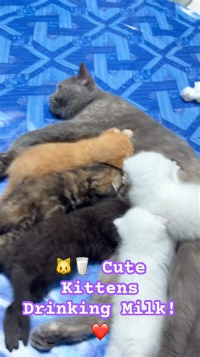 Adorable Kittens Enjoying Milk Time 🐱🥛❤️