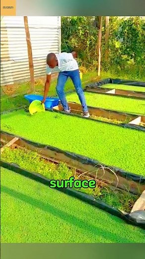 This “Green Slime” Replaced Fertilizer in Rice Fields