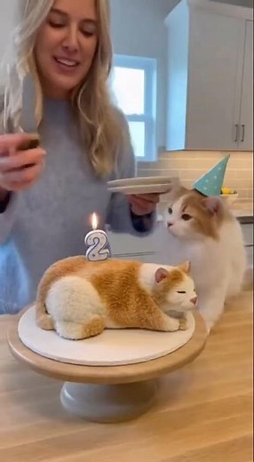 🤯 THIS IS CAKE?! Cat Falls for the Ultimate Hyper-Realistic Illusion Prank! 🎂🐈‍⬛🍰