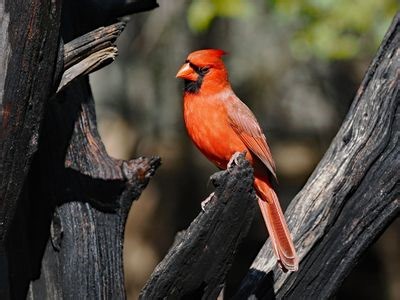 OM 100-400mm II vs 150-600