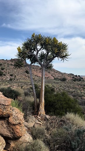 The quiver tree or kokerboom, is a tall, branching species of succulent plant, indigenous to Southern Africa, specifically in the Northern Cape province of South Africa, and parts of Southern Namibia. #quivertree #kokerboom #namakwaland #quivertreeroute