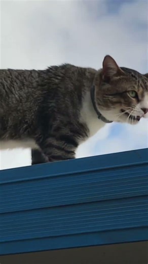 🐱🔥 He climbed onto the roof… and now he DOESN'T know how to get down! | Kitten in distress