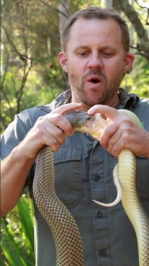 Milking 100 Snakes for David Attenborough's 100th Birthday! | Australian Reptile Park