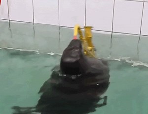 Baikal seals master sax playing & painting
