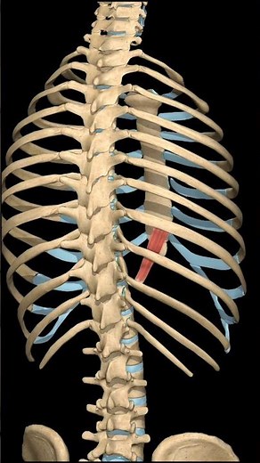Subcostal Muscle: Forced Expiration Movement | 3D View
