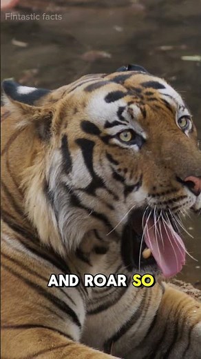 Tiger Facts That Will Blow Your Mind 🐅