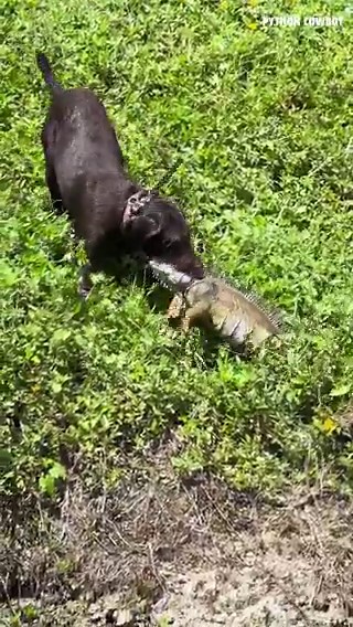 Trouble put in work on this big invasive canal dragon. She’s been getting better and better, and today she proved she’s ready when it counts. These iguanas don’t belong here, and Trouble was locked in from start to finish.