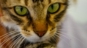 Pet cat catches coronavirus from owners: Everything you need to know | LBC