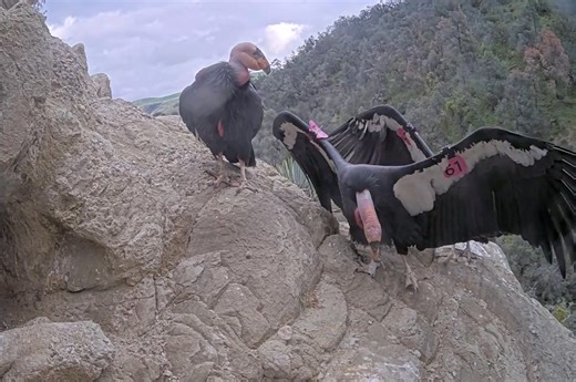 Breeding season for California condors is in full swing, and you know what that means: it's time for a dance-off! Condor trio 805, 861, & 926 have been inseparable for several years, but they have yet to nest together. This year feels different though – for the past few weeks they’ve been spotted passionately dancing nearly every day, and they’ve moved into a premium nesting territory on Bitter Creek National Wildlife Refuge. Here’s hoping that this is the year they start a family! Video by USFW