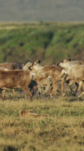 Will this grizzly catch its prey? #hunt #NatureDocumentary #bear #caribou
