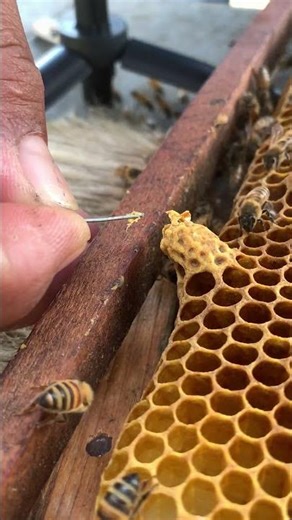 “Empty Queen Cell 🐝👑 | What Happens After the Queen Hatches | Hive Life Shorts”