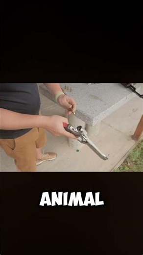 🐍 Top 3 Killer Animals That Can Actually Kill Humans!#animalkingdom #dangerousanimals #wildlifefacts