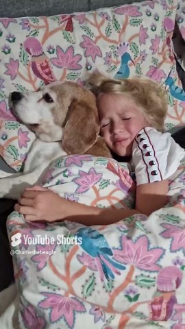 Too Cute to Wake—Beagles Sleeping Peacefully