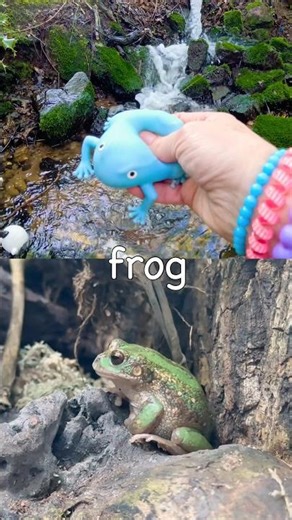 Kids Learn | Animal Names at the Waterfall: Sheep Flamingo Frog Rhino Pig