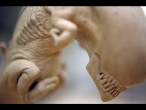 ALIEN 3 Sigourney Weaver Queen Chestburster Rig Test