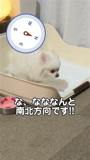 犬はトイレの時に「南北を向きたがる」って本当！？レディな愛犬こはくのトイレを観察してみたら驚きの検証結果に！最後のドヤ顔まで目が離せない面白可愛い瞬間をお届けします🐾 SP136