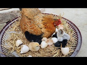 Mother Hen Love ❤️ Baby Chicks Hatching🐣Backyard Chickens Beauty at Home