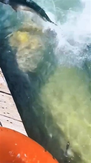 ‏#onthisday #explorepage #fishinglife #pescaria #pesca | tarpon fish cooking