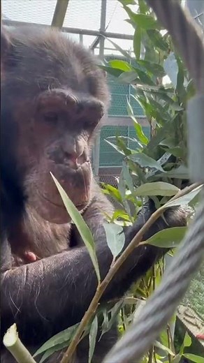 Chimpansees genieten van wilgentakken - Stichting AAP