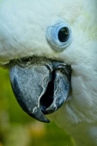 The Blue-Eyed Cockatoo Is A Rare But Wonderful Pet