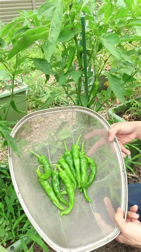 I highly recommend Manganji chili peppers! #HomeGardening