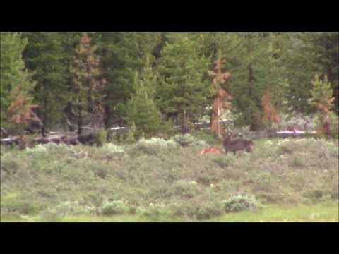 Black wolf vs. coyotes in Yellowstone