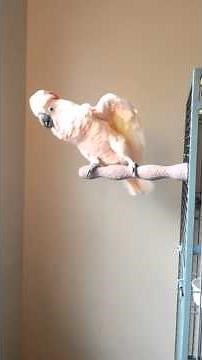 Screaming Moluccan..... Beautiful but VERY loud!