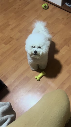 Spreman za polazak: Smiješni trenutci s bichon frisé