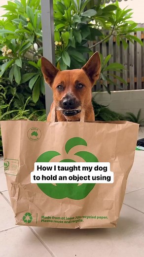 3.1K views · 103 reactions | How I taught my dog “hold”  #dogtraining #dogtrick #dogtricktutorial | Winnie the Cattle Dog | Facebook