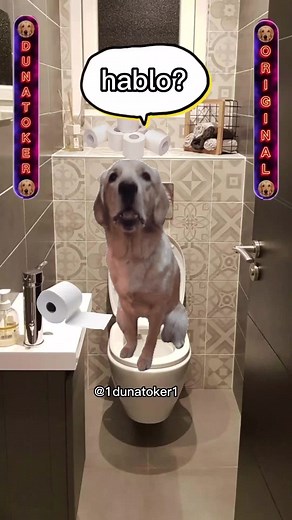 Funny Bathroom Moments with a Dog on the Toilet