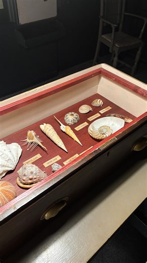 We've spent the winter busy handcrafting our beautiful new Cabinet of Conchological Curiosities, celebrating the diversity of textures, colours, shapes and sizes of mollusc shells from around the world. Isn't nature incredible?! Next time you're visiting, pull open its drawers to discover shells from the majestic Triton's Trumpet to our perfectly formed little winkle. It's not all about size. 🐚✨ Currently open every Thursday - Sunday, 11am - 4pm. For visitor information, see shellgrotto.co.uk/v