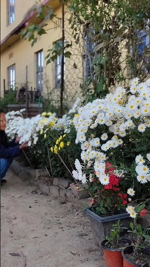 Beautiful chrysanthemum flowers Blooming in my garden 🌼December 2025