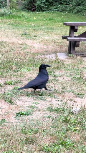 #raven #outdoors #nature