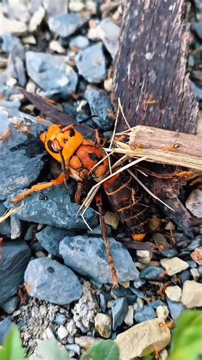 Insect Wars on Instagram: "Hornet vs Ants #InsectWars"