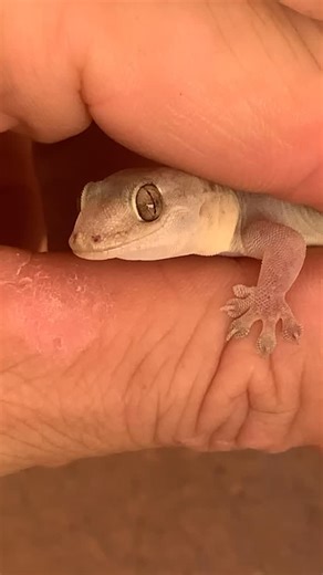 Loïc Lehygge | Deux de plus qui ne finiront pas dans les glaçons ! 🧊 🦎 | Instagram