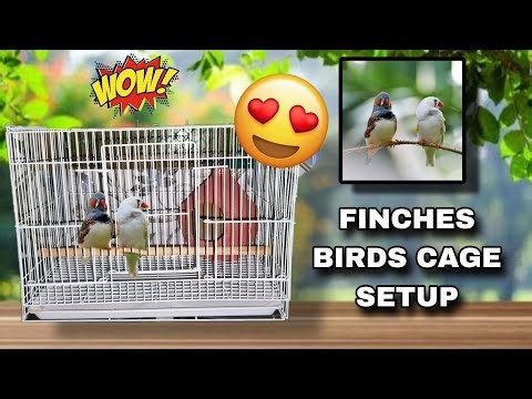 New Member..!! FInches Birds Cage Setup!!