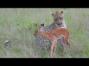 Leopard vs Impala 1080p HD Extended Cut - Incredible footage of leopard behaviour during impala hunt
