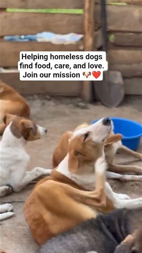 Helping homeless dogs find food, care, and love. Join our mission 🐶❤️