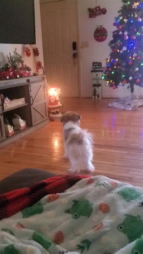 My dog is barking at Santa! Lol. Goodness. | Connie Elizabeth Gooch