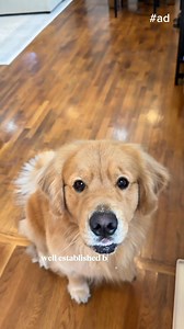 1.1K views | You heard it right! Now at Petco, spend $45+ on Hill's Science Diet and get a FREE* toy or cat litter. *Terms Apply. | Petco | Facebook