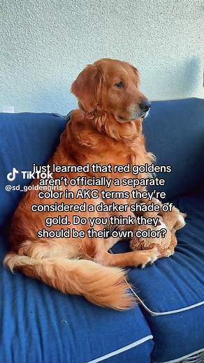 Understanding Red Goldens: A Golden Retriever Guide