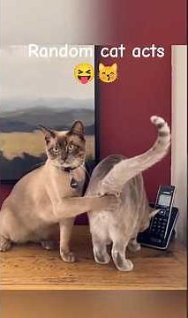 Random Cat Acts ,😽😹