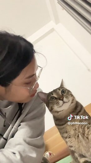 Ảnh mèo cute và hài hước cho fan yêu thích thú cưng