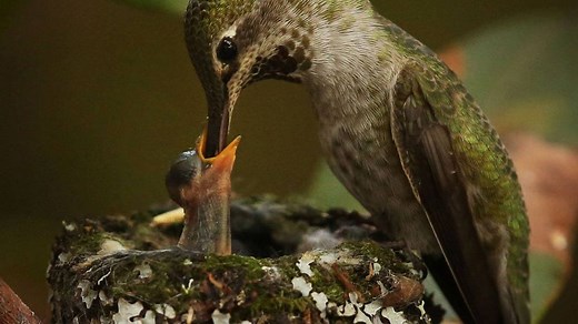 Get your bird feeders out. You can find these seven hummingbirds in California
