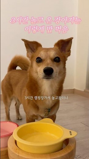 보다 보면 야식 땡기는 강아지 먹방 같이 봐요... #귀여운강아지