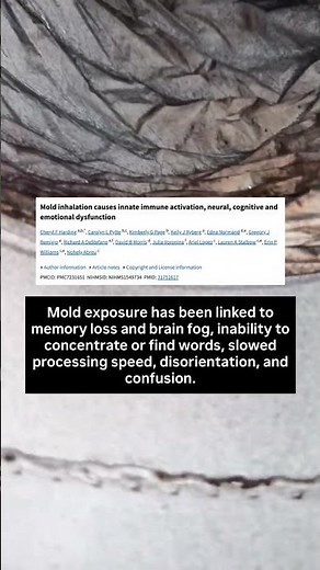 Mold and your Brain