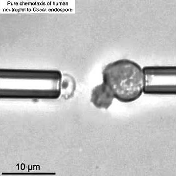 Three examples of chemotaxis experiments
