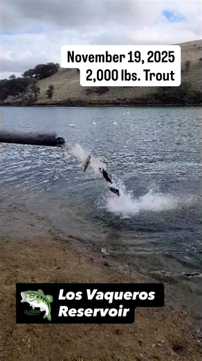 Trout Plant 🎣 2,000 lbs. November 19, 2025 #LosVaquerosReservoir #TroutFishing #MtLassenTrout | Los Vaqueros Reservoir