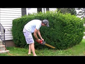 Trimming My Hedges Using My 12 Year Old Homelite UT44120 Electric Hedge Trimmer